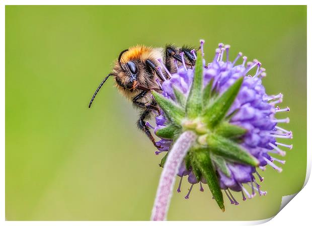  The Bee Print by Colin Evans