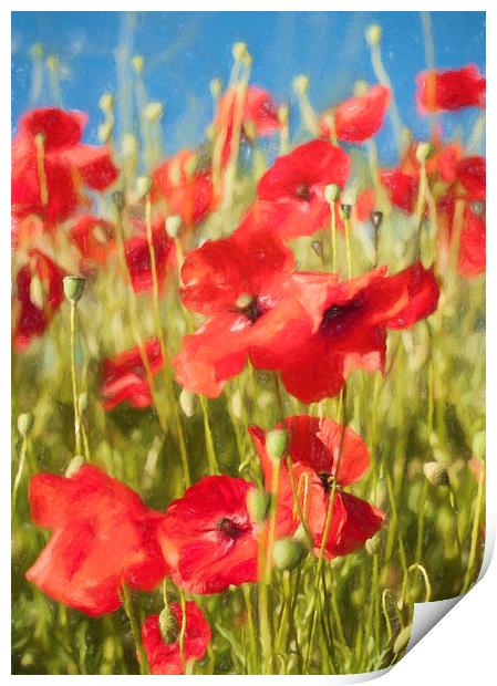 The Poppies Print by Colin Evans
