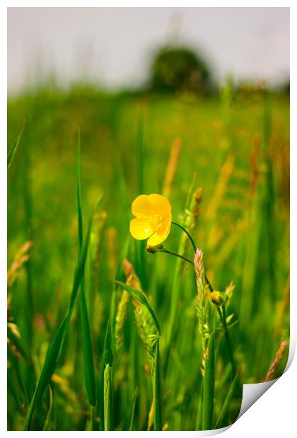 The Buttercup Print by Michael South Photography