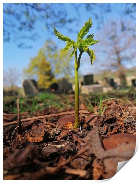 Conker Tree Seedling  Print by Michael South Photography