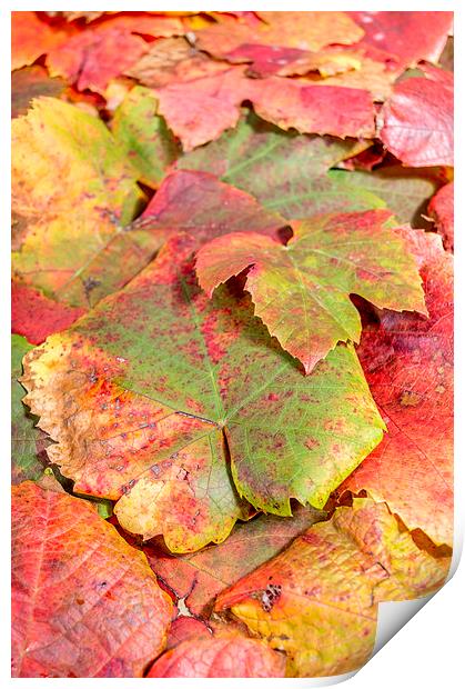  autumn leaves Print by Gary Schulze