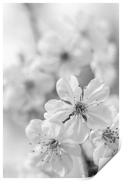  Cherry spring blossom Print by Gary Schulze