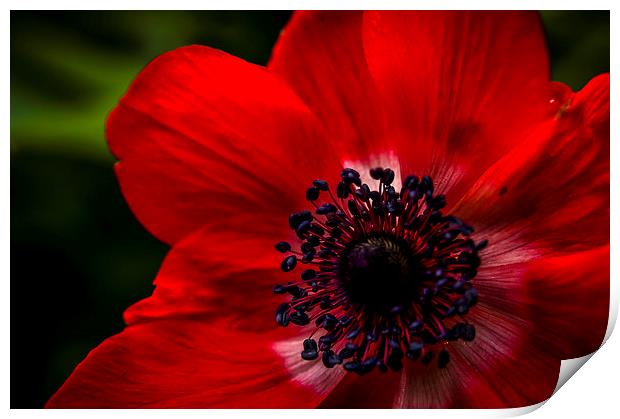  Red blossom Print by Gary Schulze