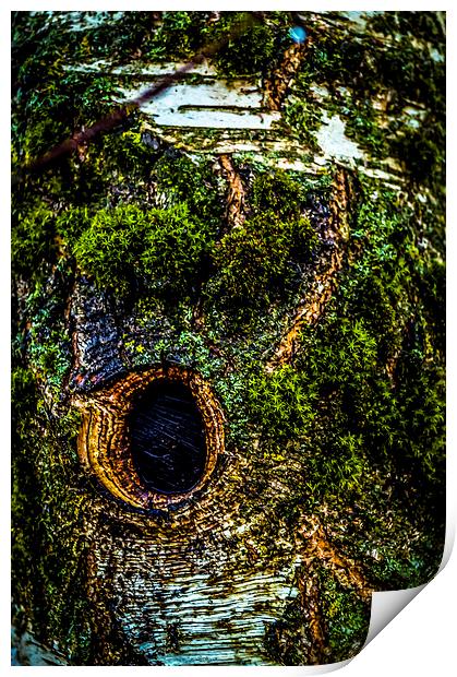 Tree eye Print by Gary Schulze