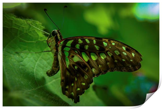  Butterfly Print by Gary Schulze