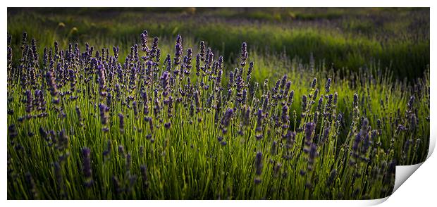  Lavender field Print by Gary Schulze