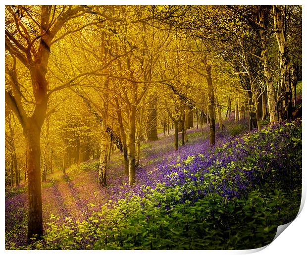  Sunrise bluebells Print by Gary Schulze