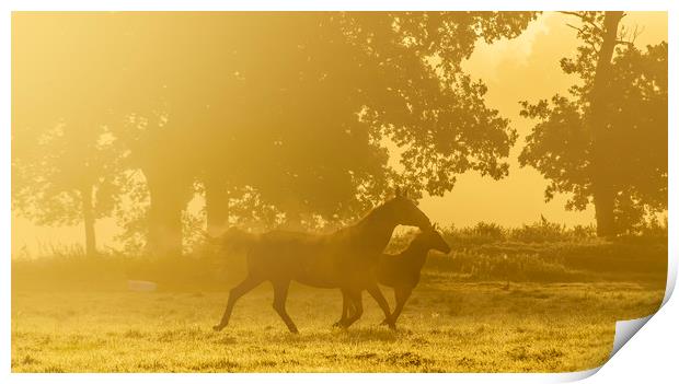 Morning trot Print by Gary Schulze