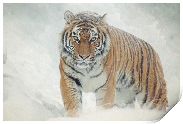 Tiger in the snow Print by Gary Schulze