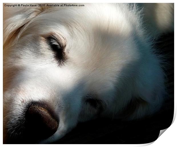  Let sleeping dogs lie Print by Paula Haver