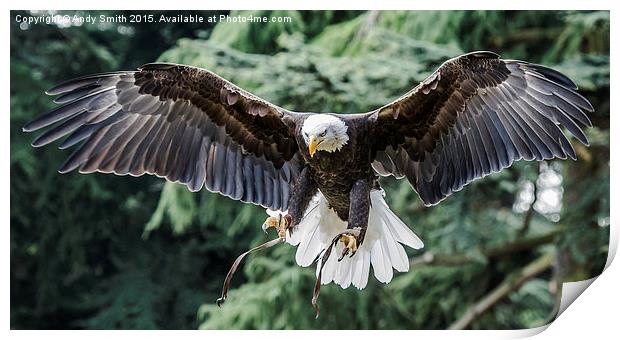 Flight of The Bald Eagle Print by Andy Smith