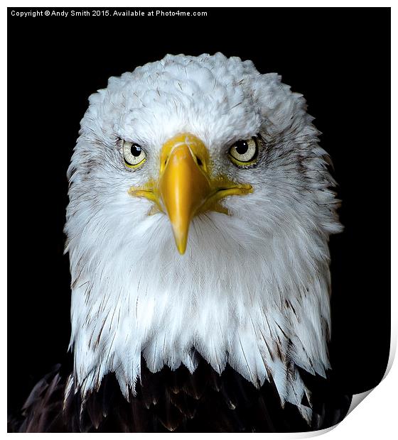  Portrait of a Bald Eagle Print by Andy Smith