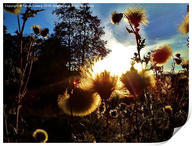  sunset through thistles Print by Tanya Lowery