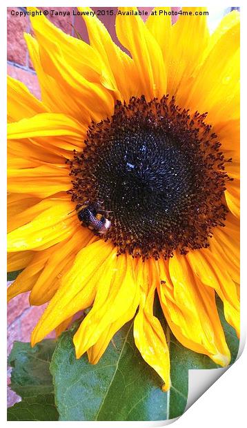  bumble bee on a sunflower Print by Tanya Lowery