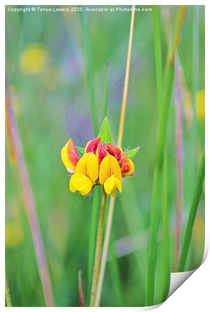 wild flower in the grass Print by Tanya Lowery