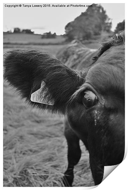 cows eye view Print by Tanya Lowery