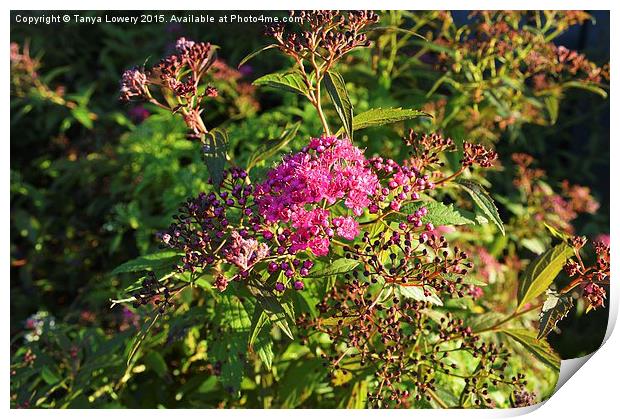  purple flowering bush Print by Tanya Lowery