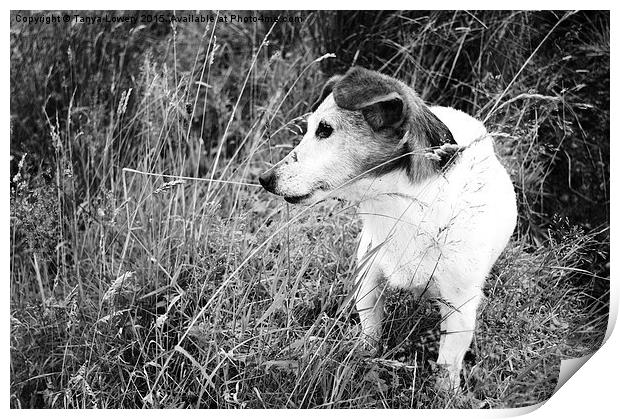  Jack Russell in the grass Print by Tanya Lowery