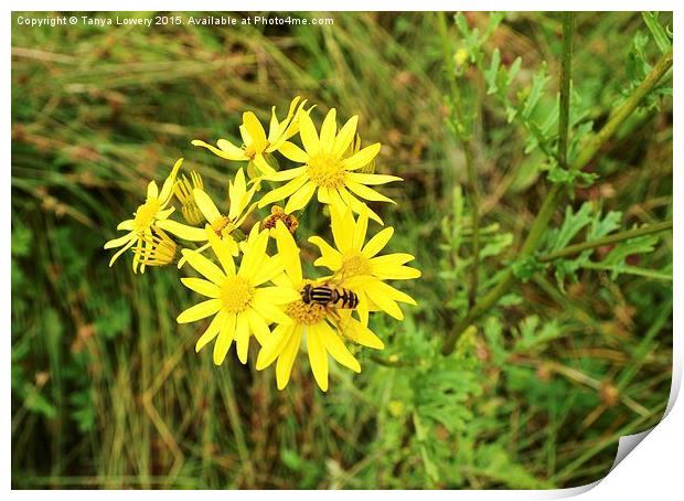  wild flower with insect Print by Tanya Lowery