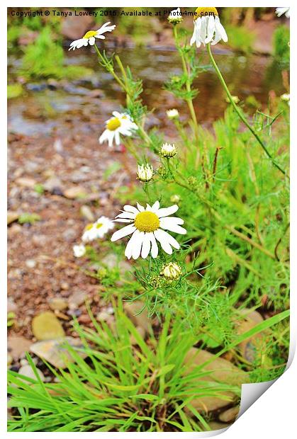  wild aster by the river Print by Tanya Lowery