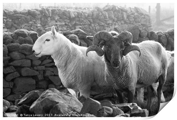 Two rams standing by a wall Print by Tanya Lowery