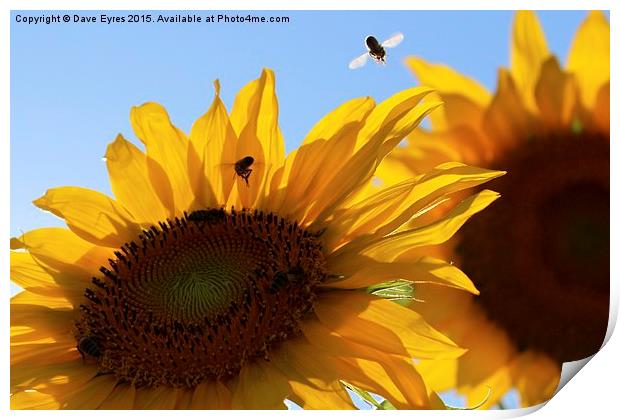  Sunflower Buzz Print by Dave Eyres