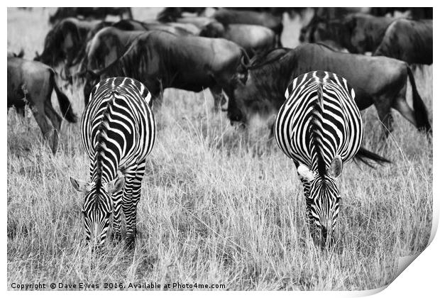 Grazing Zebra Print by Dave Eyres