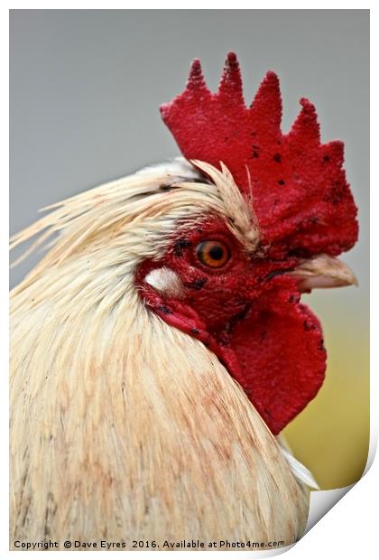 Focussed Rooster Print by Dave Eyres