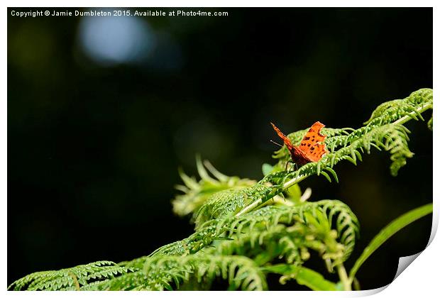  Comma Butterfly Print by Jamie Dumbleton
