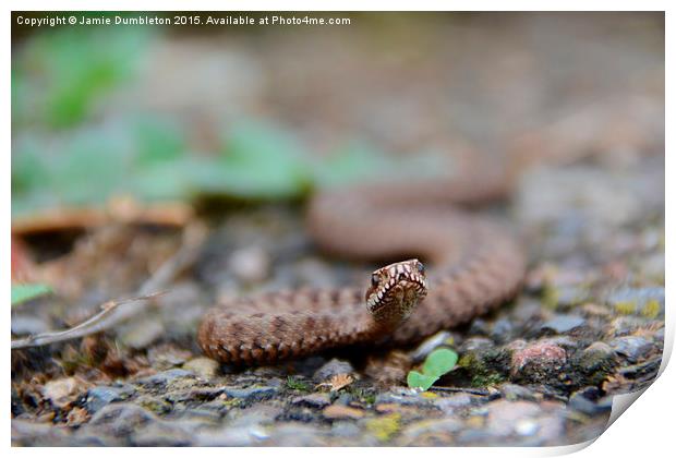  Young female Adder Print by Jamie Dumbleton