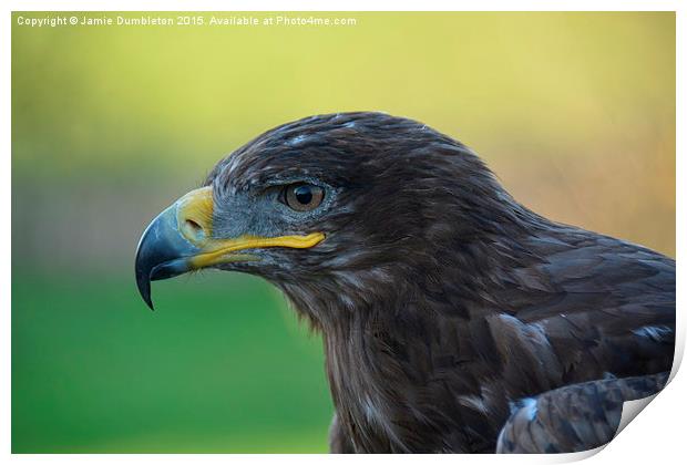  Russian Steppe Eagle.  Print by Jamie Dumbleton
