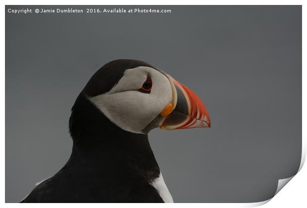 Portrait of a Puffin         Print by Jamie Dumbleton