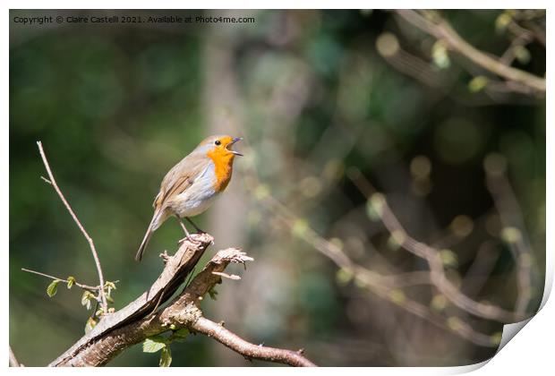 Robin singing in the trees Print by Claire Castelli