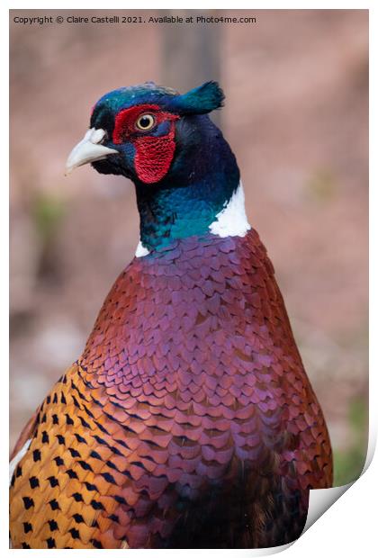 Male Pheasant Print by Claire Castelli