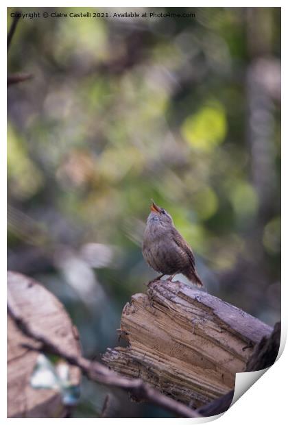 A small wren perched on a tree branch Print by Claire Castelli