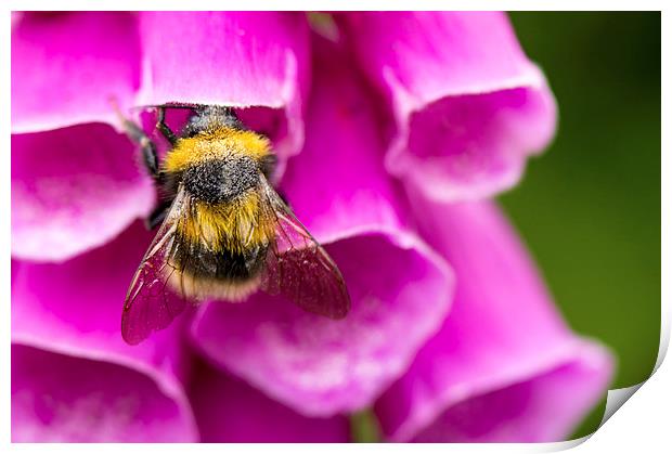 Bee on foxgloves Print by Claire Castelli