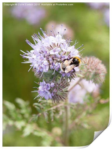 Bee on lavender Print by Claire Castelli