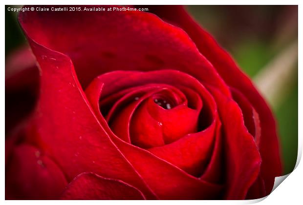  Single red rose Print by Claire Castelli