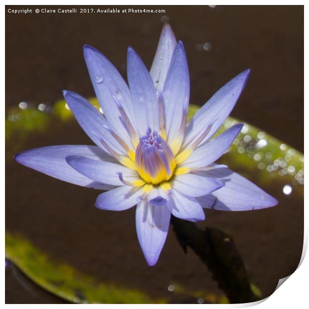 Water Lily Print by Claire Castelli
