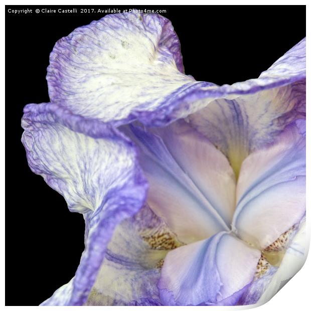 Purple Iris Print by Claire Castelli