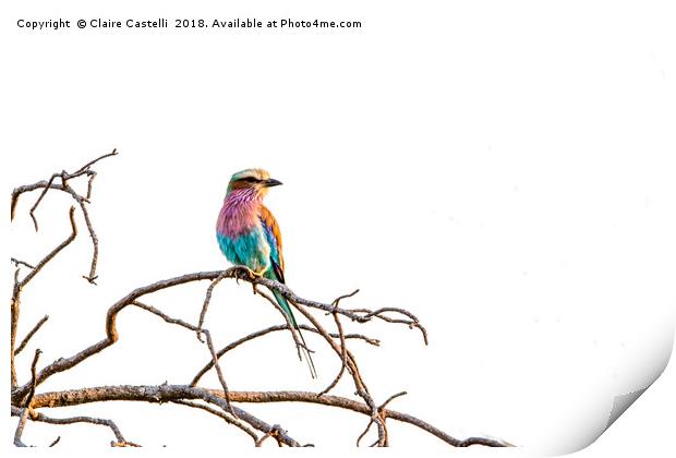 Lilac Breasted Roller Print by Claire Castelli