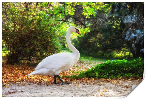 Swan Walking in Park Print by Artur Bogacki