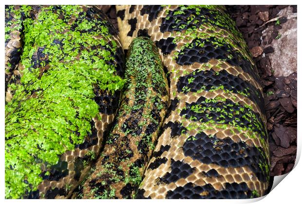 Yellow Anaconda Snake Print by Artur Bogacki