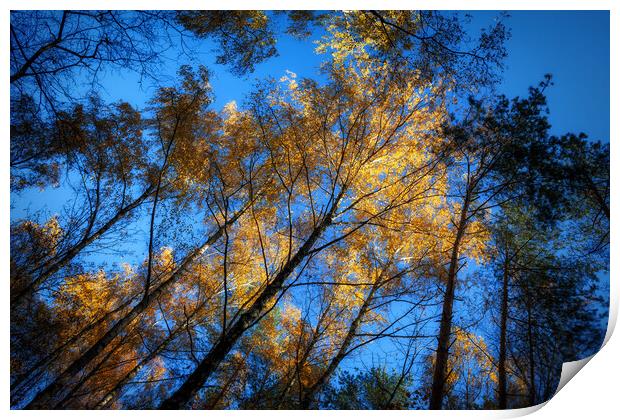 Autumn Forest Trees At Sunset Print by Artur Bogacki