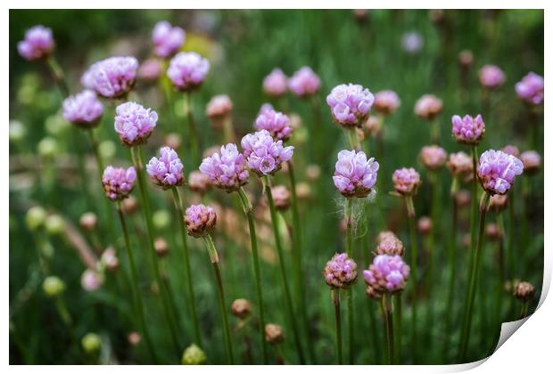 Armeria Maritima Sea Thrift Pink Flowers Print by Artur Bogacki