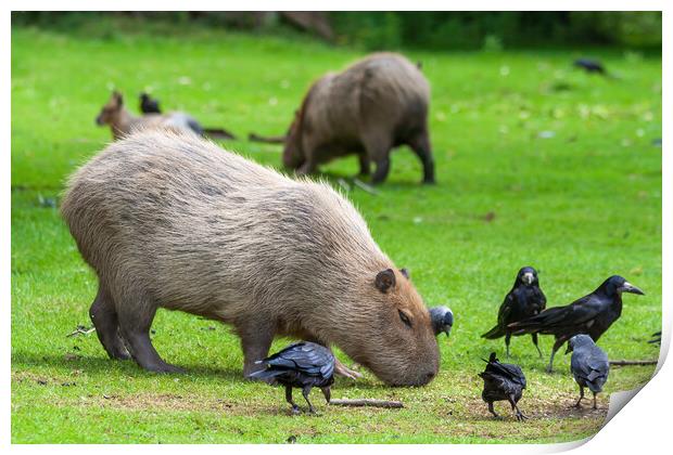 Capybara Grazing In Meadow With Birds Print by Artur Bogacki
