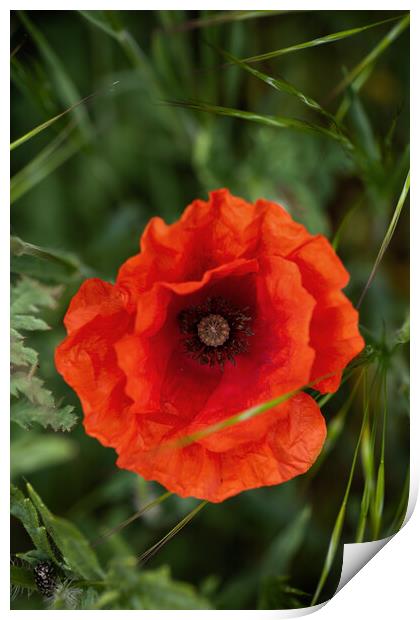 Single Poppy Blooming Flower Print by Artur Bogacki