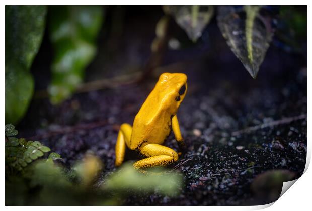 Golden Poison Frog Print by Artur Bogacki