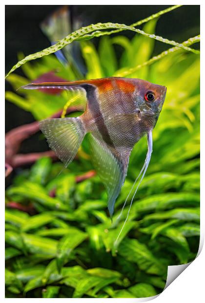 Pterophyllum Scalare Freshwater Angelfish Print by Artur Bogacki