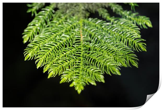 Norfolk Pine Tree Needles Print by Artur Bogacki